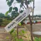 SIVA Flora Loop Lock – RFID-tag for planter og hageprodukter thumbnail